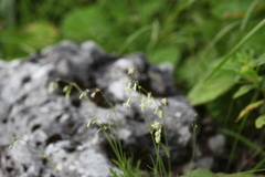 Silene saxatilis