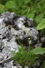 Silene saxatilis