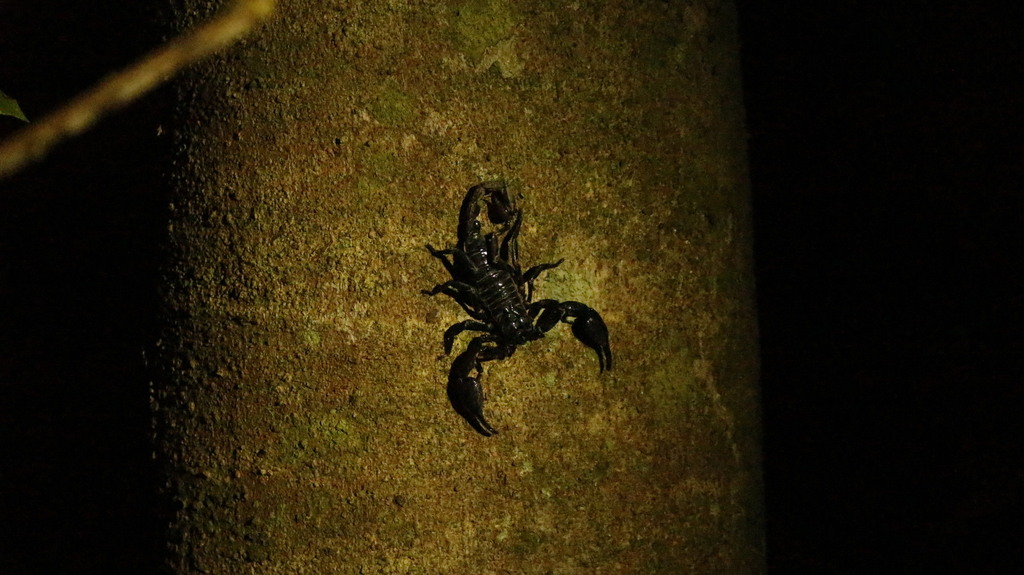 Asian Forest Scorpions From Pulau Ubin Singapore On September At Pm By Matt