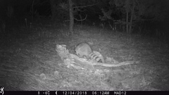 Procyon lotor hernandezii