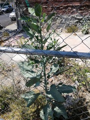 Nicotiana glauca