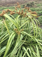 Cyperus duripes