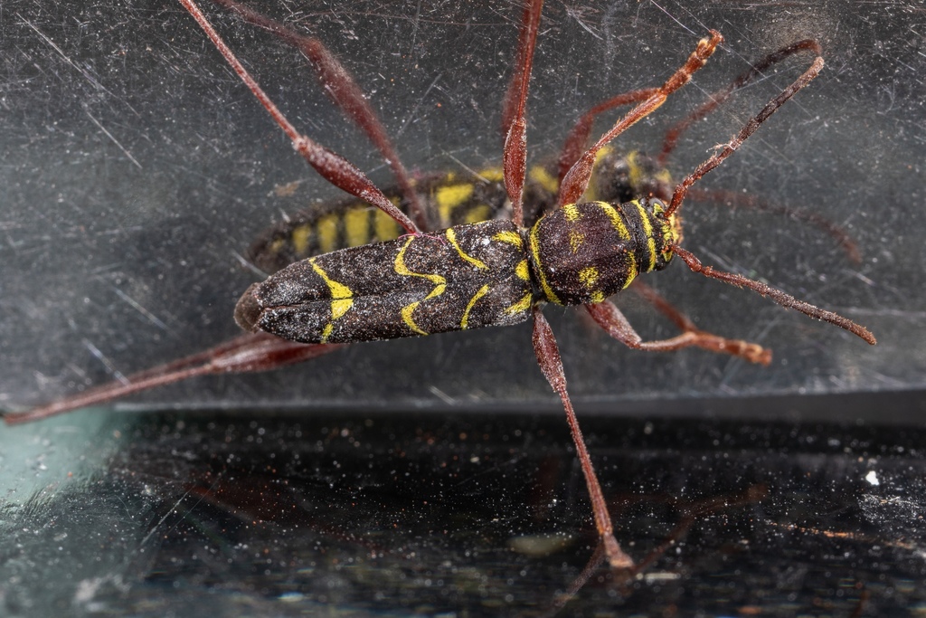 Cotyclytus dorsalis