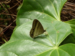 Euptychoides laccine