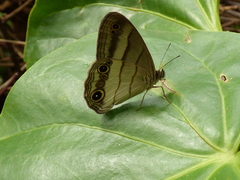 Euptychoides laccine