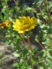 Grindelia subdecurrens