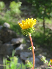 Grindelia subdecurrens