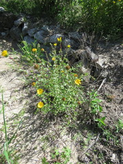 Grindelia subdecurrens
