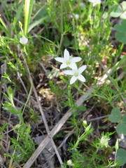 Arenaria lycopodioides