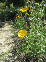 Grindelia subdecurrens