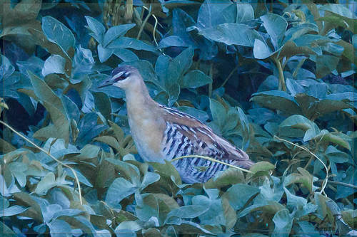 Yellow-breasted Crake (Laterallus flaviventer), photo 5