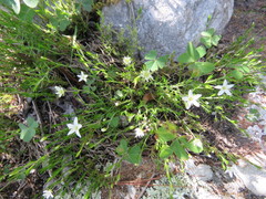 Arenaria lycopodioides