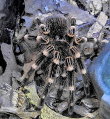 Brachypelma hamorii