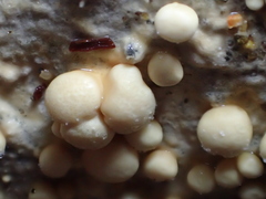 Lycogalopsis solmsii