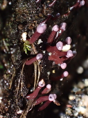 Ascocoryne trichophora