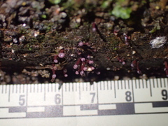 Ascocoryne trichophora