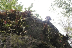 Tillandsia leiboldiana