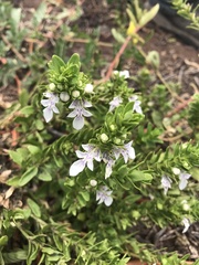 Teucrium townsendii