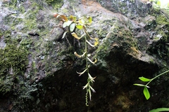 Tillandsia leiboldiana