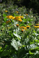 Inula magnifica