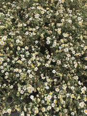 Perityle socorrosensis