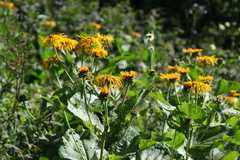 Inula magnifica