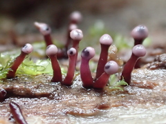 Ascocoryne trichophora