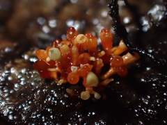 Corallonectria jatrophae