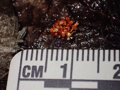 Corallonectria jatrophae