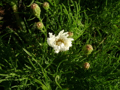 Malacothrix saxatilis implicata