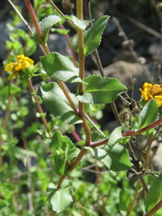 Grindelia subdecurrens