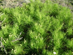 Malacothrix saxatilis implicata