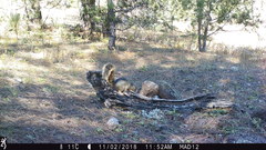 Sciurus nayaritensis apache