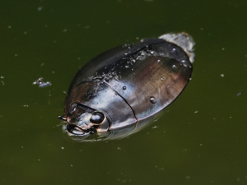 Dineutus mellyi Regimbart, 1882