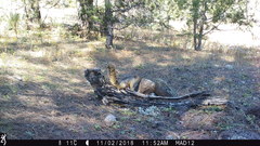 Sciurus nayaritensis apache