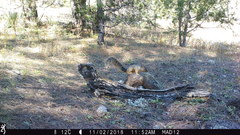 Sciurus nayaritensis apache