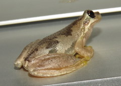 Litoria dentata