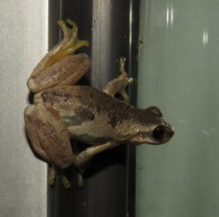 Litoria dentata