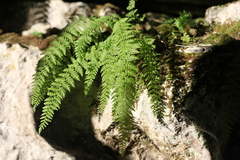 Woodsia caucasica