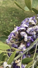 Osmia ribifloris ribifloris