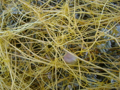 Cuscuta pentagona