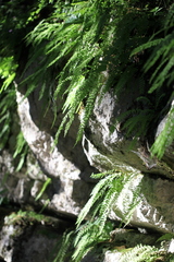 Woodsia caucasica