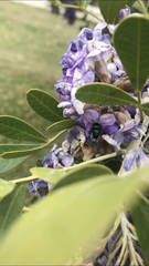 Osmia ribifloris ribifloris