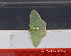 Nemoria lixaria