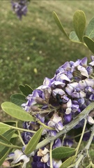 Osmia ribifloris ribifloris
