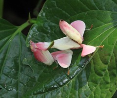 Hymenopus coronatus
