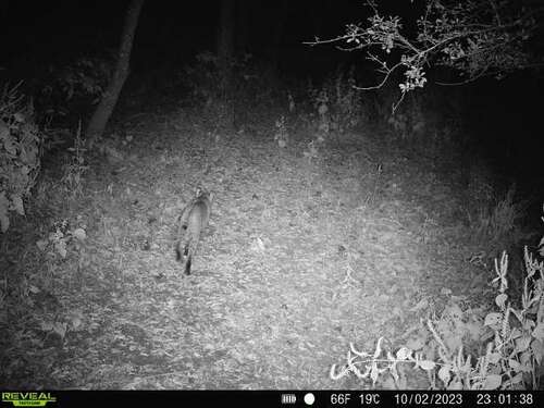 Bobcat photographed in Arkansas