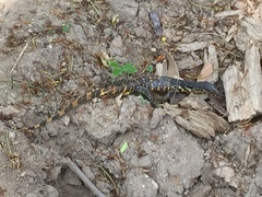 Varanus salvator salvator