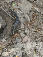 Varanus salvator salvator