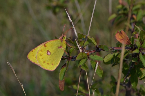Pale Clouded Yellow